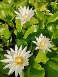 Close-up of white flowering plants