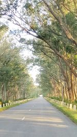 Road amidst trees