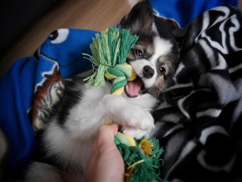 High angle view of dog biting fabric