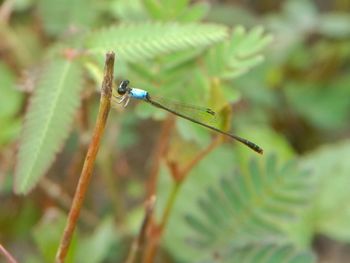 Close-up of insect on plant