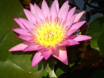 Close-up of pink water lily
