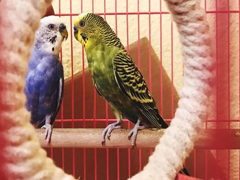 Close-up of parrot in cage