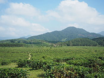 Scenic view of field against sky