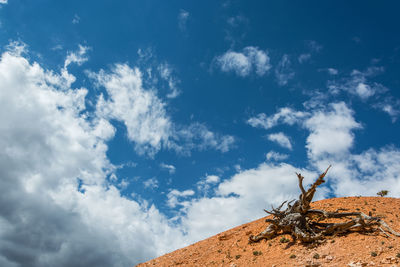 Low angle view of wood against blue sky