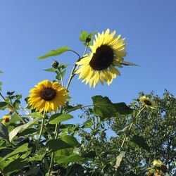 Low angle view of sunflower against clear sky