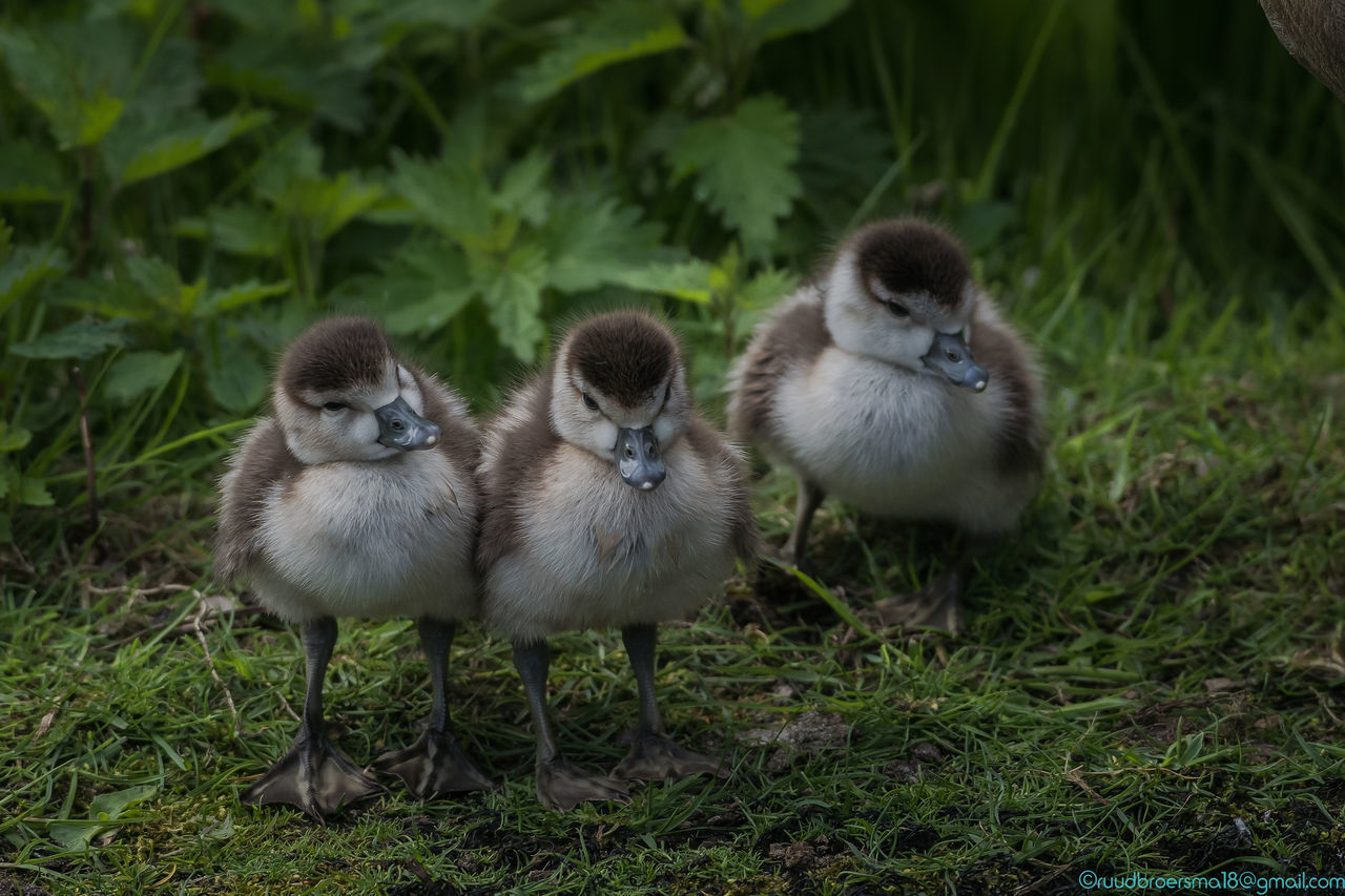 VIEW OF DUCKS ON FIELD