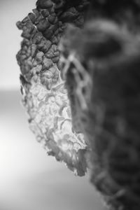 Close-up of plant against blurred background