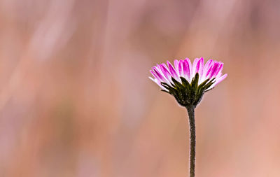 Close-up of purple flowering plant