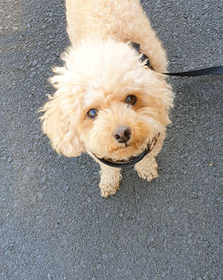 High angle portrait of dog on road