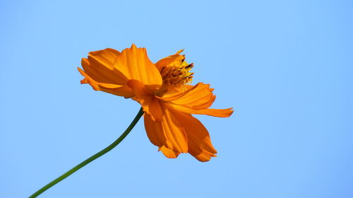 Low angle view of orange flower against blue sky