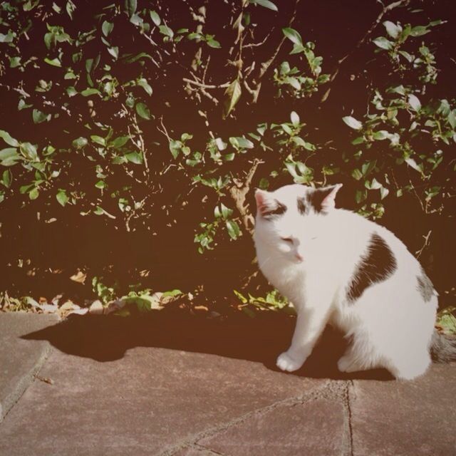 domestic cat, cat, pets, domestic animals, one animal, animal themes, feline, mammal, whisker, sitting, relaxation, looking at camera, portrait, full length, white color, alertness, no people, sunlight, night