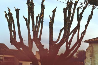 Low angle view of bare trees against sky