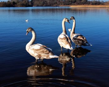 Swans swimming in lake