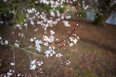 Close-up of flowers growing on tree