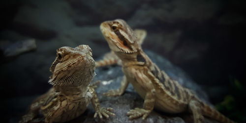 Close-up of lizard