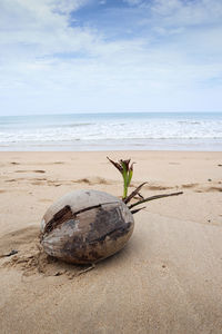 Plant on sand at beach against sky