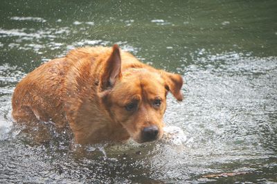 Dog in water