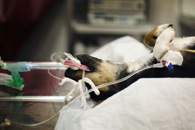 Side view of dog undergoing treatment in hospital