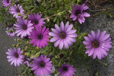High angle view of fresh purple flowers