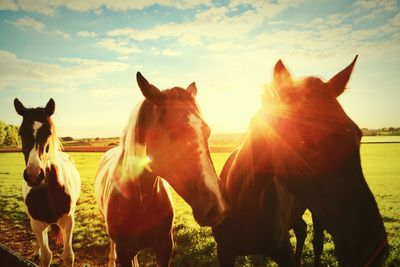 Horses standing on field against sky during sunset