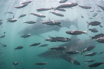 Sharks swimming in sea