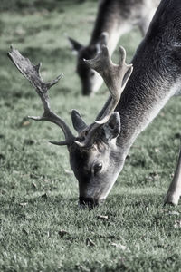 Deer on a field