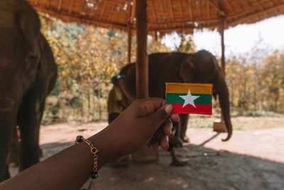 Cropped hand of woman holding flag against elephant