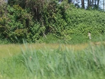 View of plants on landscape