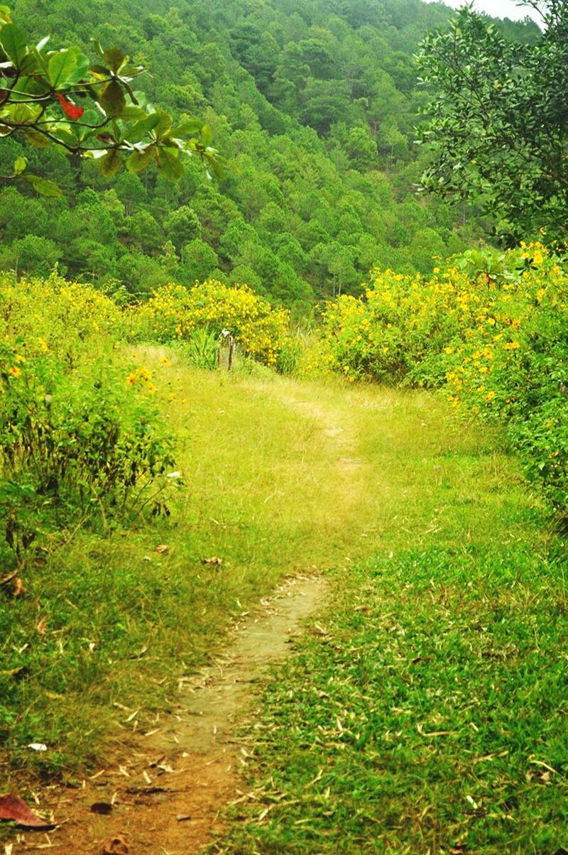 growth, green color, nature, tree, beauty in nature, field, agriculture, grass, rural scene, tranquility, lush foliage, outdoors, scenics, no people, day, tranquil scene, freshness, landscape, water