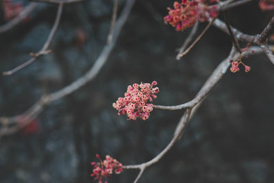 Close-up of pink flowers on branch