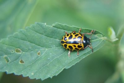 Close-up of insect on leaf