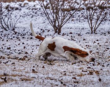 Dog on snow covered beach