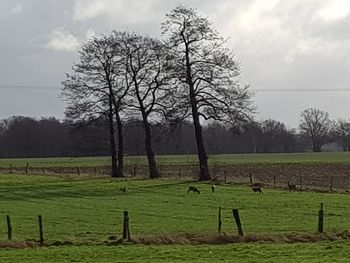 Trees on field against sky