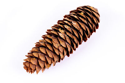 Close-up of pine cone against white background