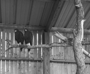 View of birds perching on railing