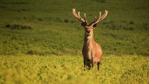 Close-up of an animal on grassy field