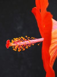 Close-up of orange flower against black background