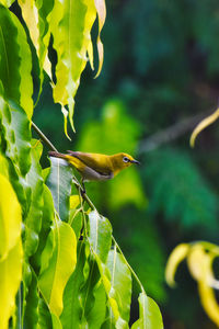 Close-up of bird perching on plant