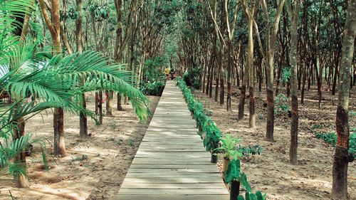 Boardwalk in a forest