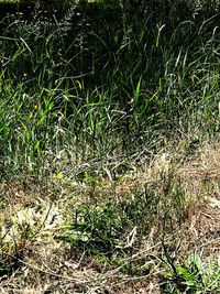 Full frame shot of grass on field