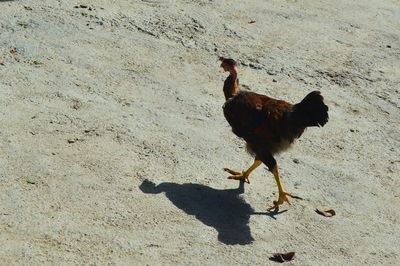 High angle view of rooster on sand