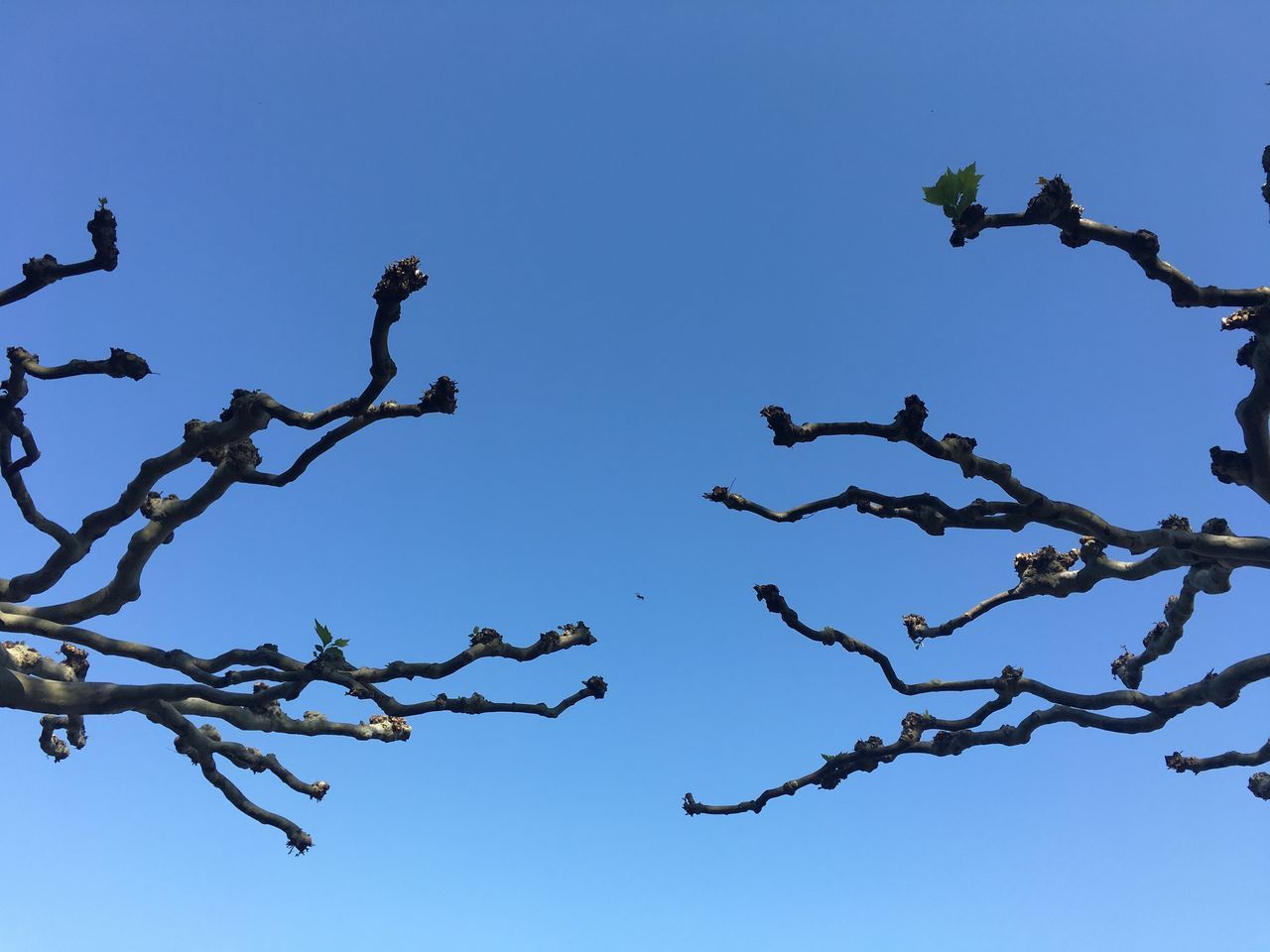 LOW ANGLE VIEW OF TREES AGAINST BLUE SKY