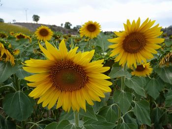Sunflowers blooming on field against sky