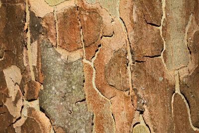 Full frame shot of tree trunk