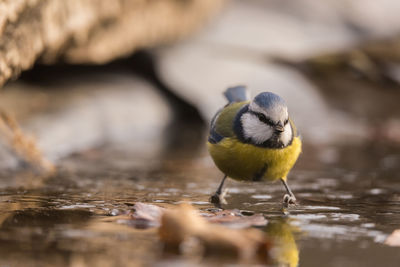 Close-up of bird perching on wood