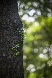 Close-up of tree trunk in forest