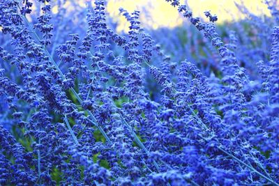 Close-up of purple flowers