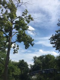 Low angle view of trees against sky