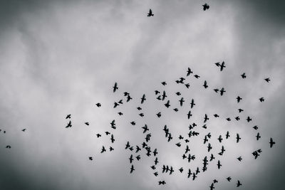 Low angle view of birds flying against sky