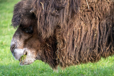 Close-up of a horse on field